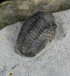 Uniquely Colored Eifel Gerastos Trilobite - Germany #27431-3